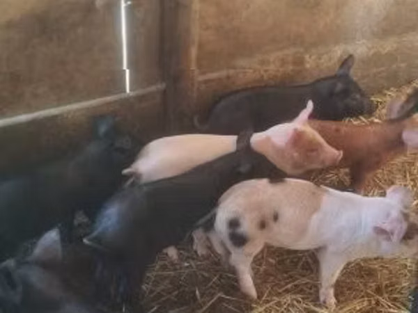 Schweine (Partie, Geschlecht nicht angegeben), 