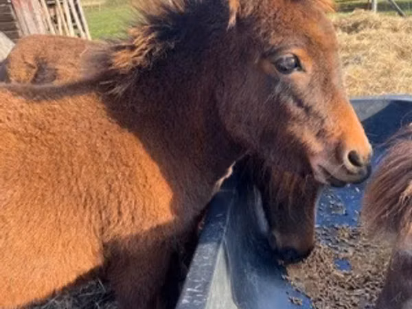 Stute, Miniature horse