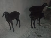 نعجة, Karakul sheep — الصورة 1