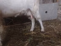 Ziege, Russian White goat — Foto 2
