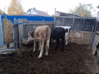 母牛, Cattle — 照片 1
