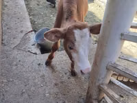 Qoramol (partiya, jinsi ko‘rsatilmagan), Simmental cattle — 6-rasm