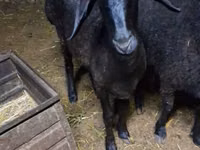 Sheep, Sheep — photo 4