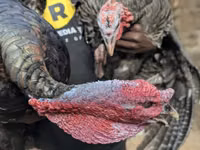Turkeys — 照片 1