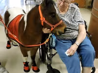 حصان, Miniature horse — الصورة 5