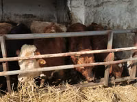 Rinder (Partie, Geschlecht nicht angegeben), Simmental cattle — Foto 7