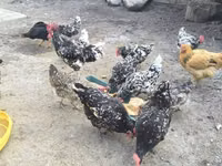 Chickens — Foto 4