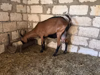 Ziege, Italian Alpine goat — Foto 5