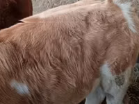 公牛, Limousin cow — 照片 2