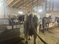 Kuh, Holstein-Rasse — Foto 6