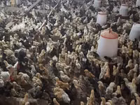 Chickens — Foto 5