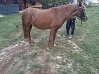 Mare, Horses — photo 3