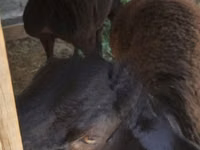 Schafe (Partie, Geschlecht nicht angegeben), Edilbay sheep — Foto 2