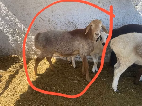 Кочкор, Койлор