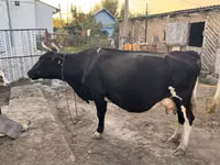 Kuh, Russian Black pied cattle — Foto 3