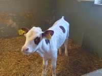 بقرة, Simmental cattle — الصورة 1