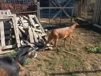 母山羊, Goats — 照片 6