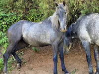 Toychoq, Thoroughbred horse — 2-rasm