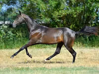 Hengst, Akhal-Teke — Foto 4