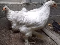 Brahma — photo 4