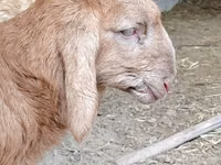 Widder, Arashan sheep — Foto 6
