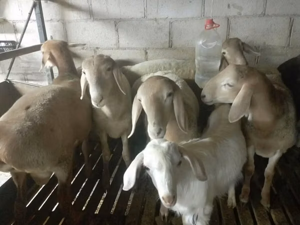 Carnero, Arashan sheep