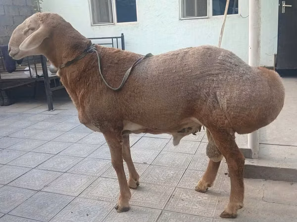 Carnero, Edilbay sheep — Kirguistán