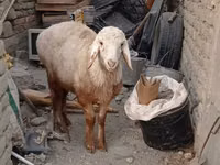 Widder, Edilbay sheep — Foto 5