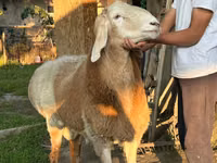 Widder, Arashan sheep — Foto 5