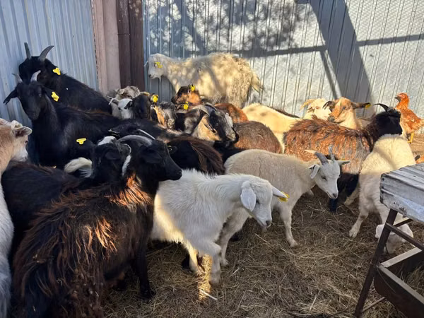 Cabro, Cabras