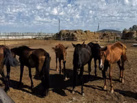 Toychoq, Thoroughbred horse — 1-rasm