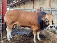 Bulle, Partenaise cattle — Foto 5