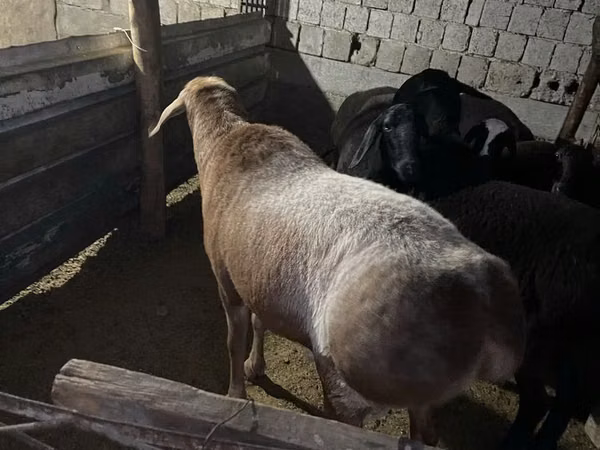 Oveja, Ovejas — Uzbekistán