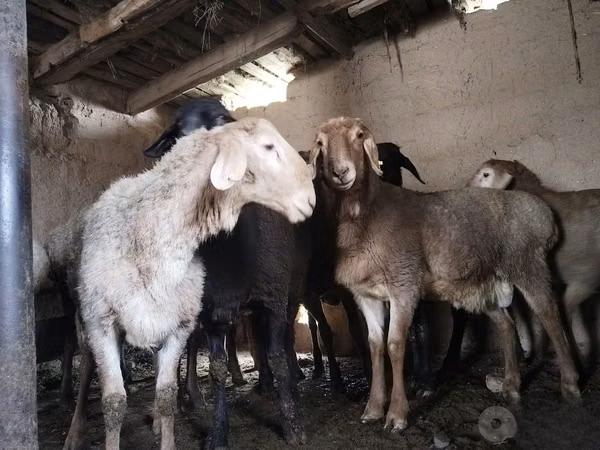 Ovejas (lote, sexo no especificado), Ovejas — Uzbekistán