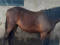 Caballo, Caballos — foto 2