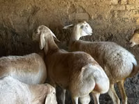 Schaf, Rhon sheep — Foto 4