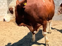 Toro, Simmental cattle — foto 7