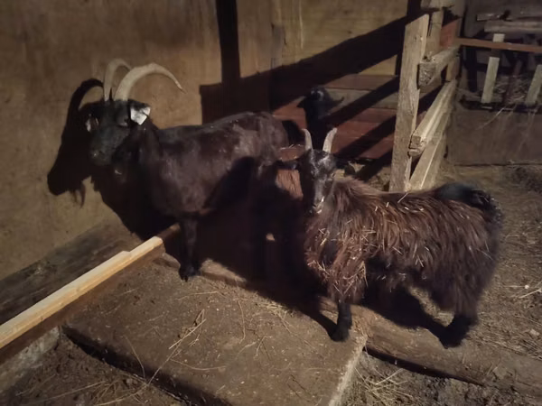 母山羊, Goats — 哈萨克斯坦
