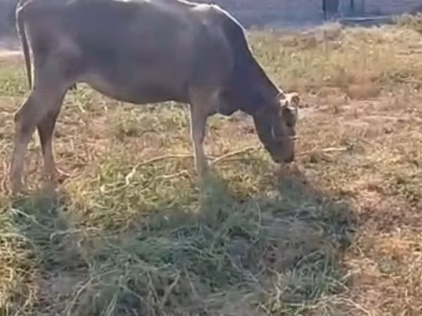 Уй, Көк сиыр
