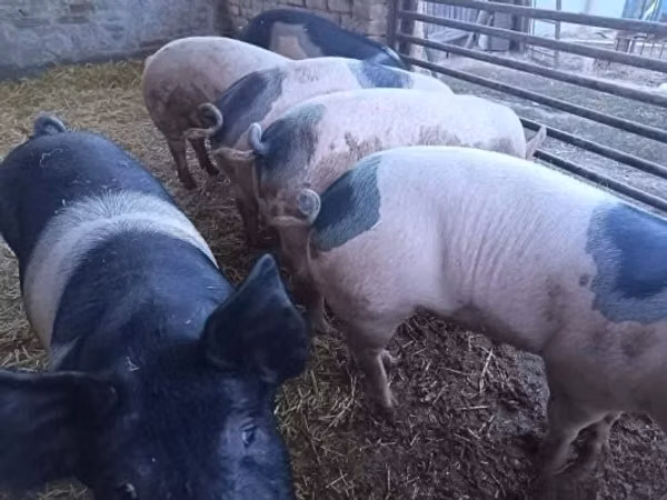 Eber, Schweine