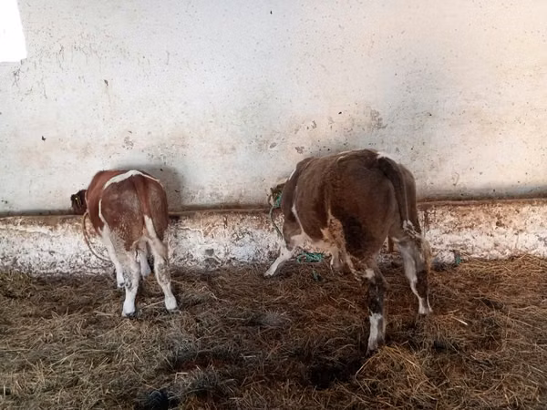 Buqa, Simmental cattle