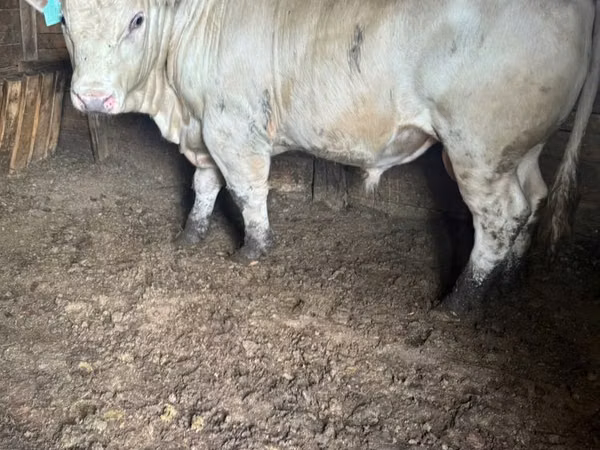 ثور, Simmental cattle