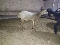 Schaf, Hissar sheep — Foto 1