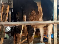 गाय, Simmental cattle — फ़ोटो 3