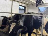 Vaca, Russian Black pied cattle — foto 2