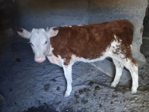 Rinder (Partie, Geschlecht nicht angegeben), Simmental cattle