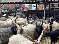 Schafe (Partie, Geschlecht nicht angegeben), Racka sheep — Foto 3