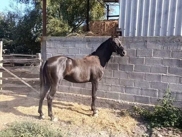 Aygʻir, Friesian sport horse