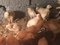Chickens — الصورة 4