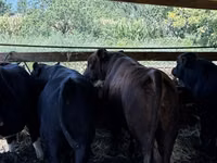 公牛, Aberdeen-Angus — 照片 5